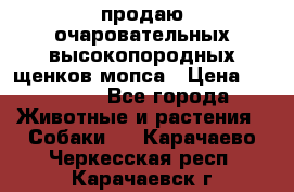 продаю очаровательных высокопородных щенков мопса › Цена ­ 20 000 - Все города Животные и растения » Собаки   . Карачаево-Черкесская респ.,Карачаевск г.